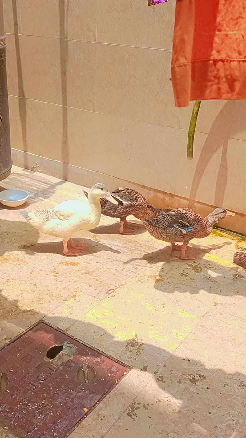 3 duck for sell 1 white 2 brown 3000 pr pice 4