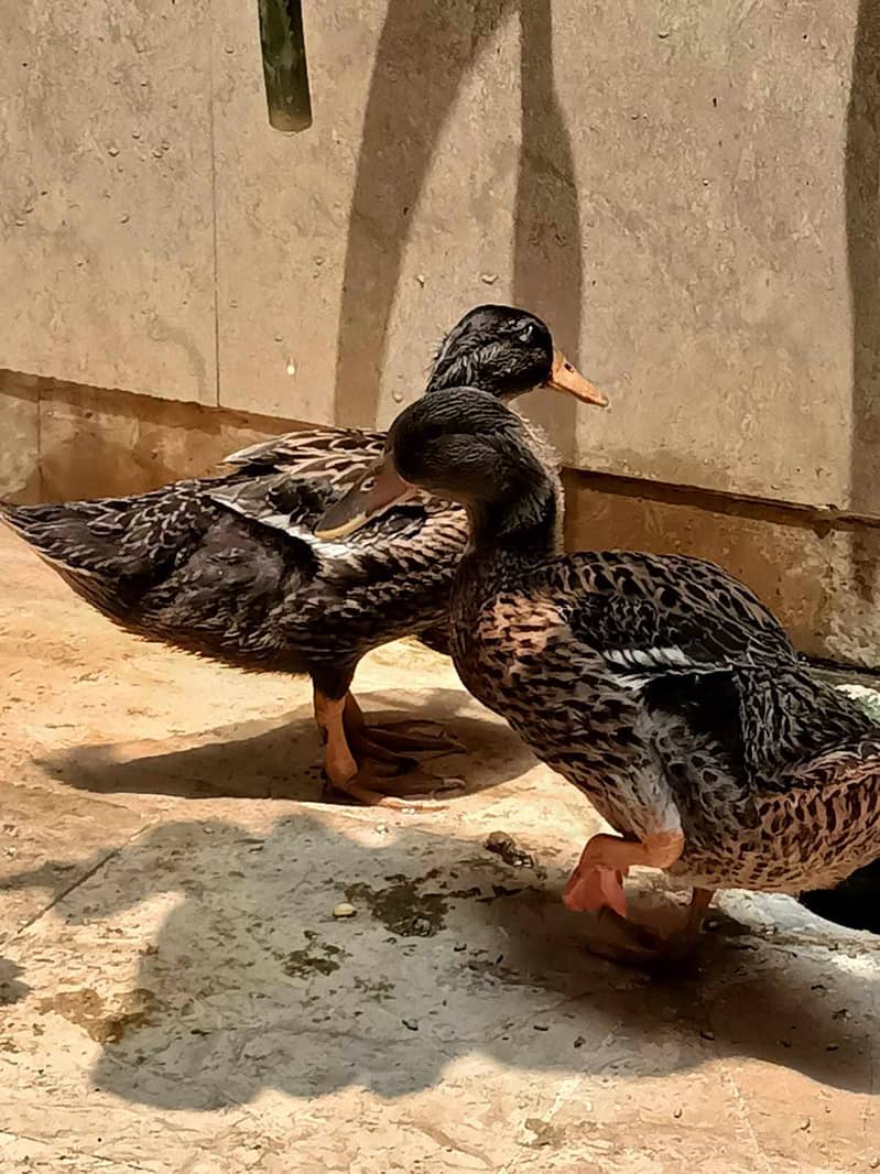 3 duck for sell 1 white 2 brown 3000 pr pice 6