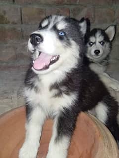 Wolley Cout husky female