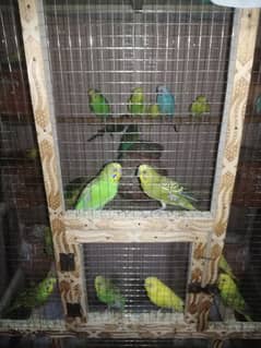 Australian Parrots. Love bird Parrots