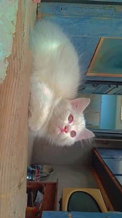 Persian cat available 0