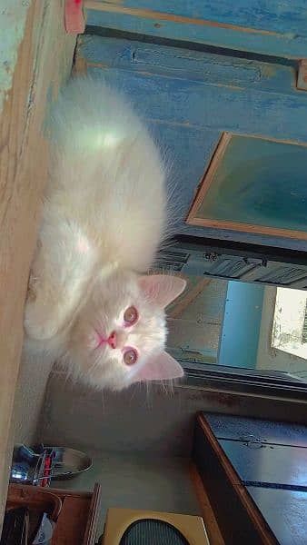 Persian cat available 1