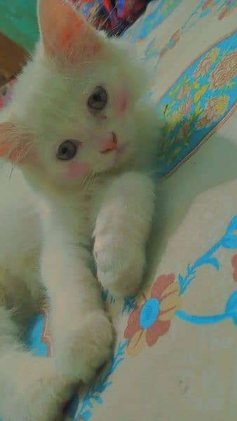Persian cat available 2