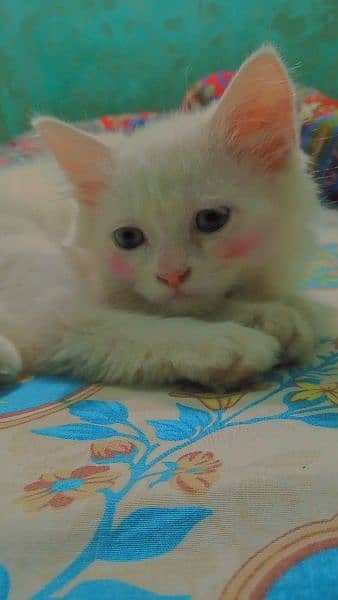 Persian cat available 3