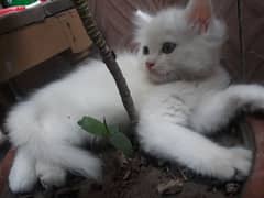 persian white cat