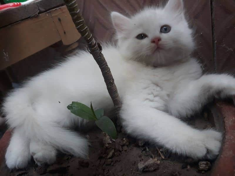 persian white cat 1