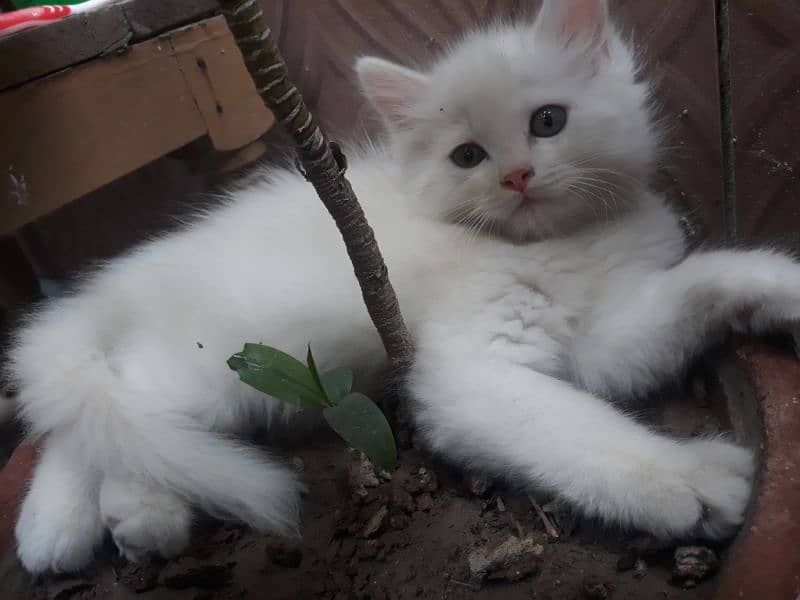 persian white cat 2