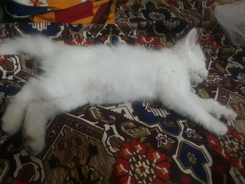 persian white cat 3