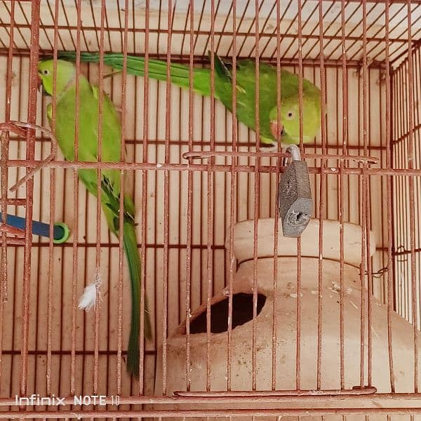 ringneck breeder pair mithu 0