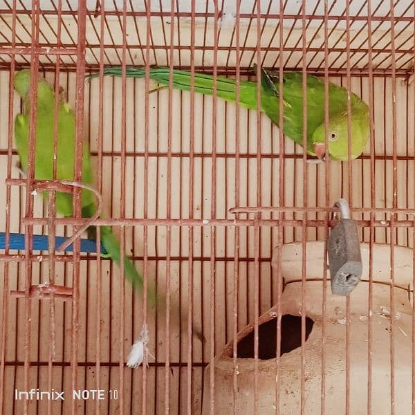 ringneck breeder pair mithu 2