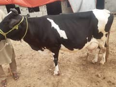 cow for sale 0