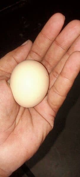Desi eggs for sell 1