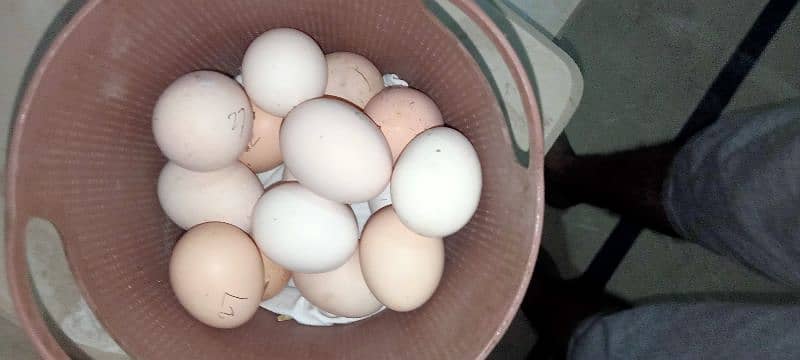 Desi eggs for sell 2