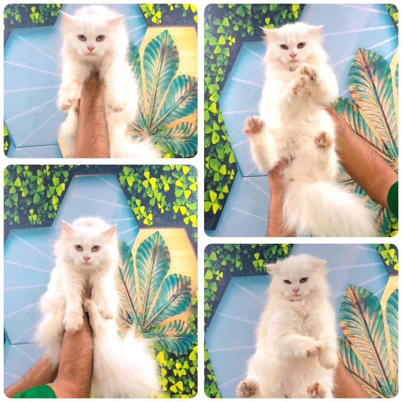 Persian / Kitten / Triple coat / Cute Cats / Fluffy Cat / small kitte 6
