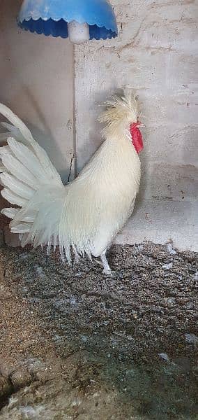 01 polish male, Desi set 1+2(egg laying breeders) 0