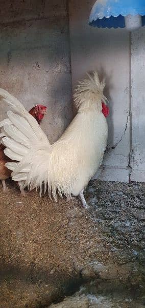 01 polish male, Desi set 1+2(egg laying breeders) 3