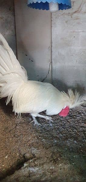 01 polish male, Desi set 1+2(egg laying breeders) 4