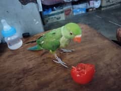 ringneck 1month baby parrot