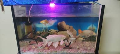 Aquarium with 11 full size fishes
