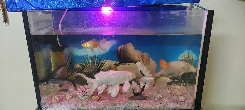 Aquarium with 11 full size fishes 0