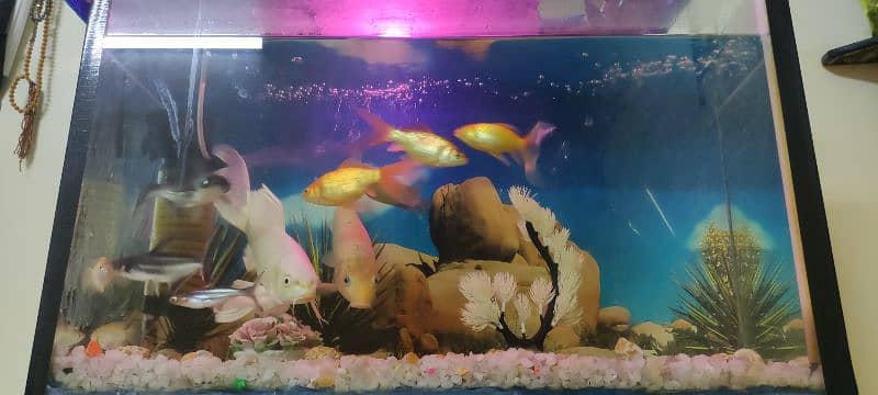 Aquarium with 11 full size fishes 2