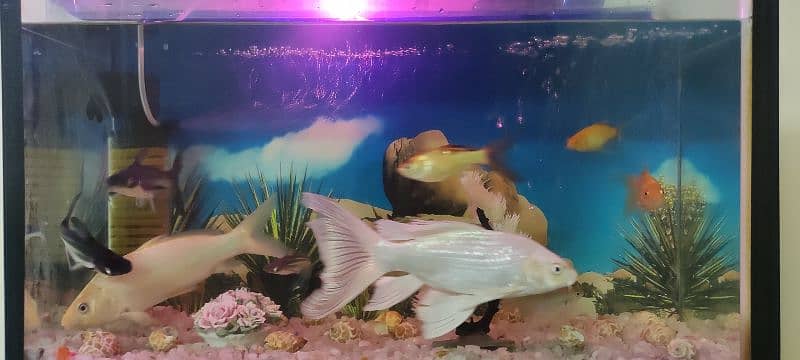 Aquarium with 11 full size fishes 4