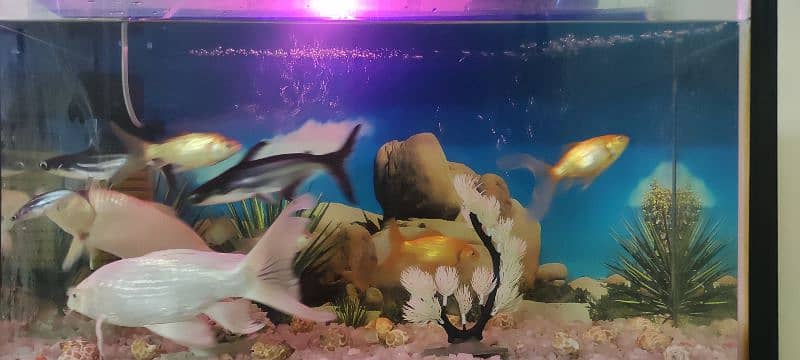 Aquarium with 11 full size fishes 6