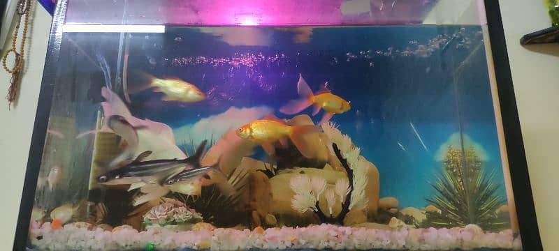Aquarium with 11 full size fishes 9