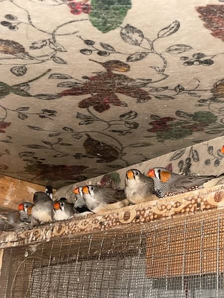 zebra finches breeder piece and gouldians 1