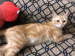 ginger cat double coat with 2 kittens for sale