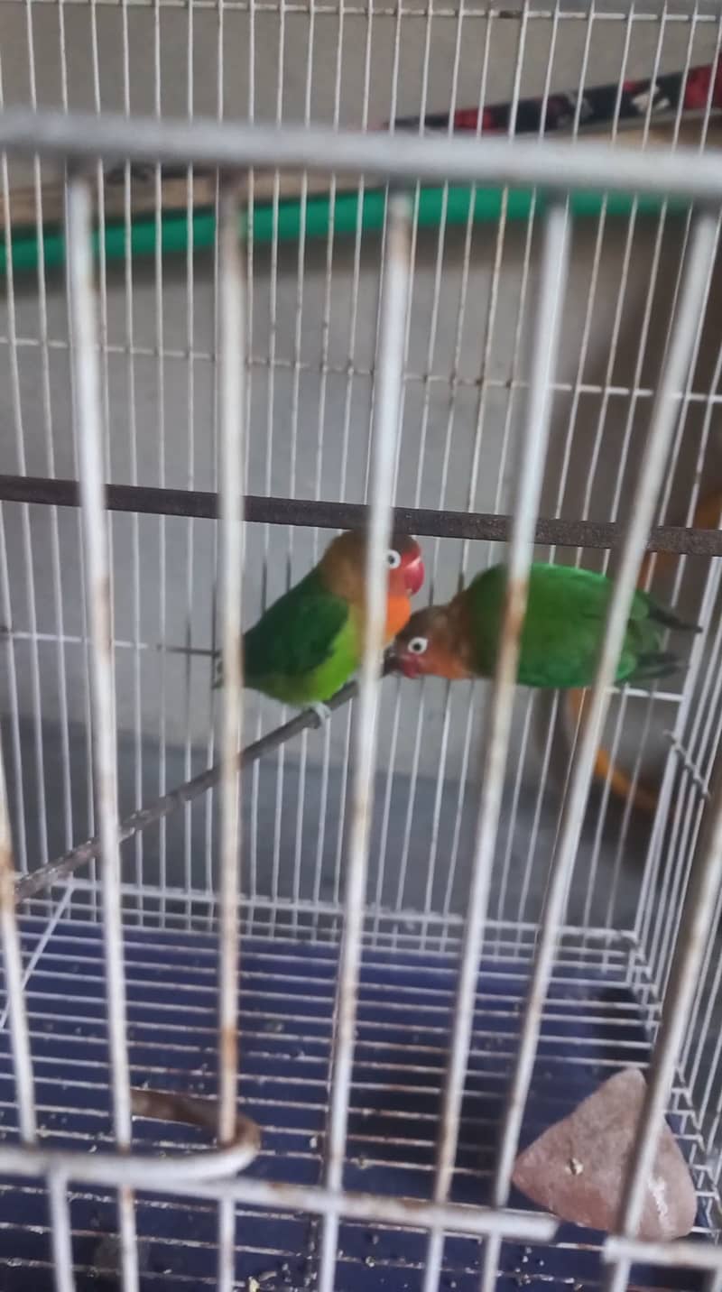 Lovebirds for sale pair 0