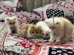 4 Persian Kittens 0
