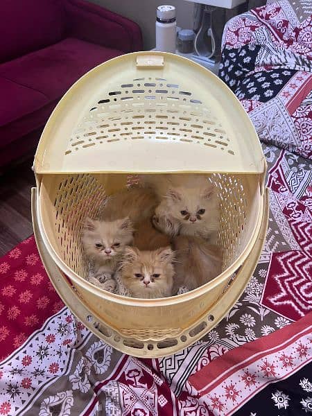 4 Persian Kittens 1