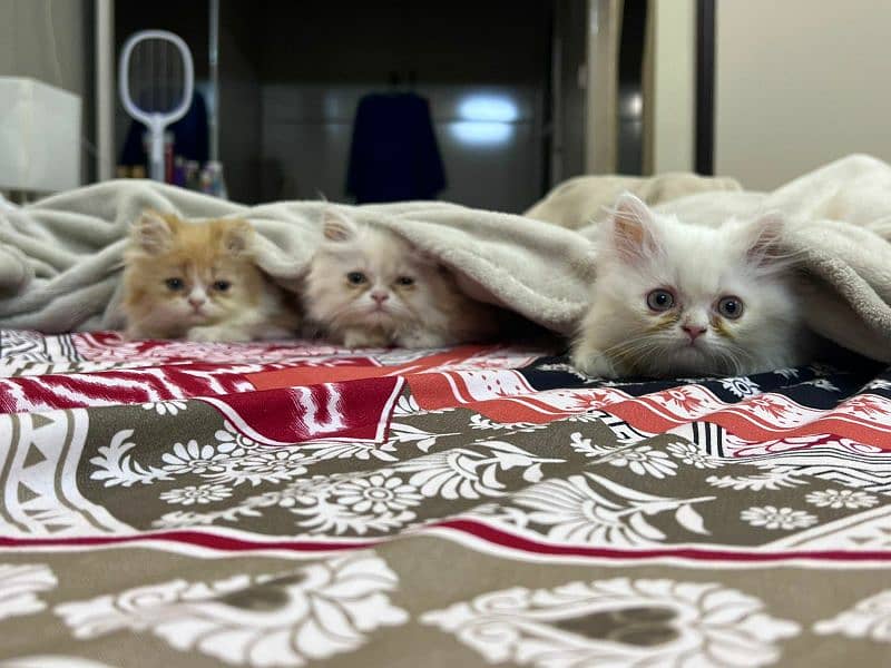 4 Persian Kittens 2