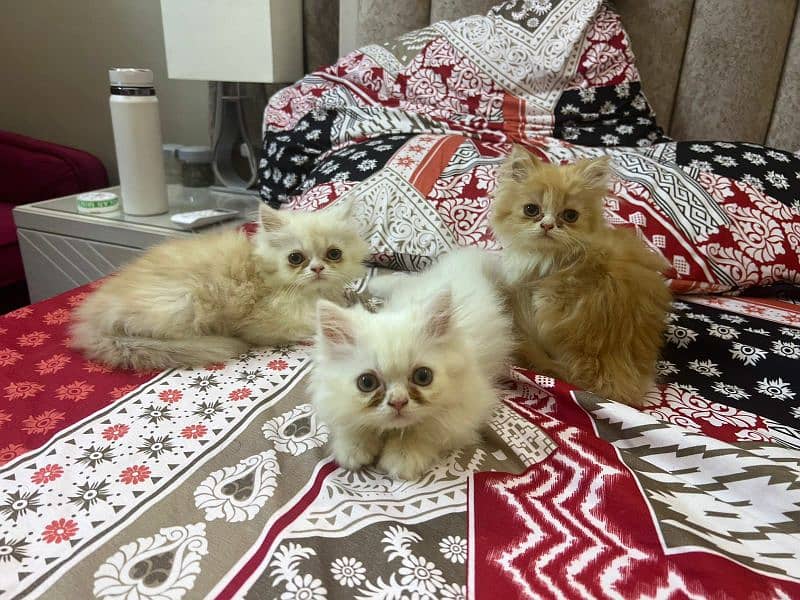 4 Persian Kittens 3
