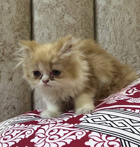 4 Persian Kittens 5