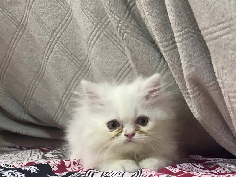 4 Persian Kittens 7