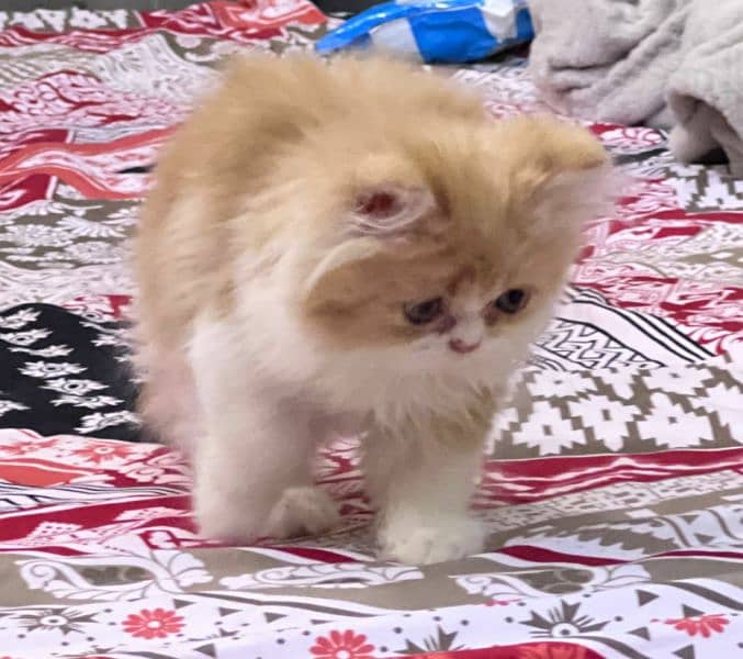 4 Persian Kittens 8