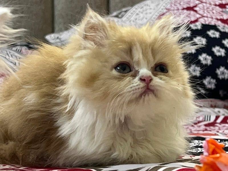 4 Persian Kittens 10