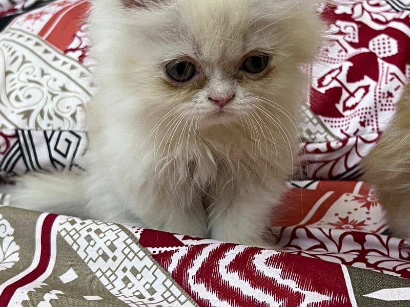 4 Persian Kittens 14