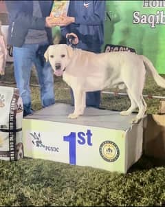 Labrador Pedigree Male available FOR “STUD” STUD STUD services P
