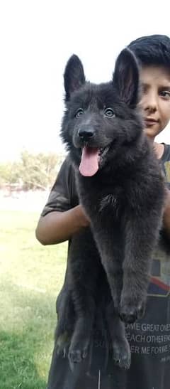 german shepherd