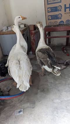 Big Ducks 1 male 2 female