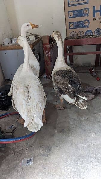 Big Ducks 1 male 2 female 0