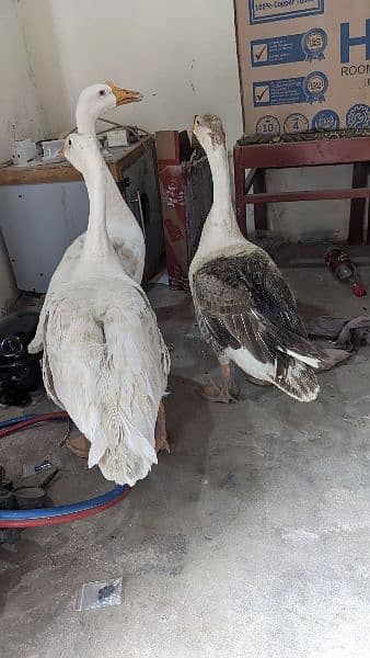 Big Ducks 1 male 2 female 1
