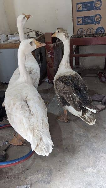 Big Ducks 1 male 2 female 2