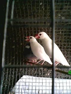 White Java Breeder Pairs