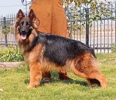 German Shepherd dog urgent for sale WhatsApp on 0313,4935016