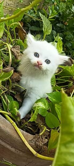 Persian kittens pure white and brown