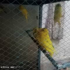 Bajri parrots